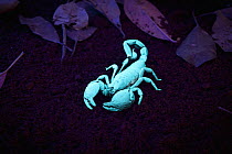 Emperor Scorpion (Pandinus imperator) under ultraviolet light, native to Africa