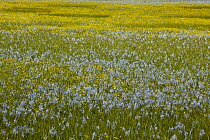 Small Camas (Camassia quamash) and Western Buttercup (Ranunculus occidentalis) flowering in prairie, Weippe Praire, Idaho