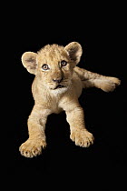 African Lion (Panthera leo) two month old cub, Chipangali Wildlife Orphanage, Bulawayo, Zimbabwe