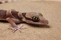 Nightstalker Gecko (Cyrtodactylus intermedius), native to Malaysia and Thailand