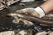 Pacific Lamprey (Petromyzon tridentatus) held by Umatilla tribe member and fisheries biologist Aaron Jackson with water flowing over Willamette Falls in background as part of treaties restrictions so...