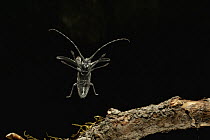 Longhorn Beetle (Ergates spiculatus) flying at night, Mount Hood National Forest, Oregon