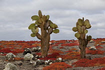 Opuntia (Opuntia echios) cacti surrounded by Sea-purslane (Sesuvium edmonstonei), South Plaza Island, Galapagos Islands, Ecuador