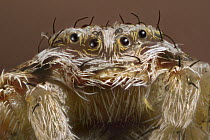 Spider close up of face showing multiple eyes and palps, western Oregon