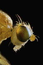 Miniature fly, western Oregon