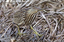 American Bittern (Botaurus lentiginosus) camouflaged on reeds, central Montana