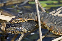 Banded Water Snake (Nerodia sipedon fasciata) breeding pair in marsh, Viera Wetlands, eastern Florida