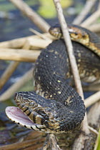 Banded Water Snake (Nerodia sipedon fasciata) female in defensive posture with male behind in marsh, Viera Wetlands, eastern Florida