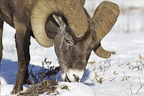 Bighorn Sheep (Ovis canadensis) ram grazing on plants in snow, northern Rocky Mountains, Canada