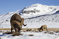 Bighorn Sheep (Ovis canadensis) rams grazing on plants in snow, northern Rocky Mountains, Canada