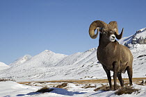 Bighorn Sheep (Ovis canadensis) ram in alpine zone, northern Rocky Mountains, Canada