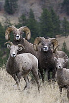 Bighorn Sheep (Ovis canadensis) rams at different ages, western Montana