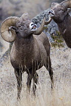 Bighorn Sheep (Ovis canadensis) rams showing teeth in defensive display, western Montana