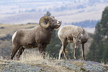 Bighorn Sheep (Ovis canadensis) ram flehming to see if female is in heat, western Montana