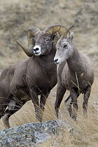 Bighorn Sheep (Ovis canadensis) ram and female, western Montana