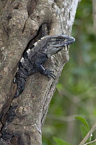 Black Spiny-tailed Iguana (Ctenosaura similis) in tree, Yucatan Peninsula, Mexico