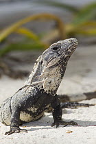 Black Spiny-tailed Iguana (Ctenosaura similis) in defensive posture, Yucatan Peninsula, Mexico