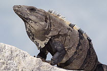 Black Spiny-tailed Iguana (Ctenosaura similis), Yucatan Peninsula, Mexico