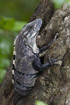 Black Spiny-tailed Iguana (Ctenosaura similis) in tree, Yucatan Peninsula, Mexico