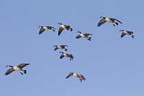 Canada Goose (Branta canadensis) flock flying, central Montana