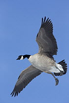 Canada Goose (Branta canadensis) flying, central Montana