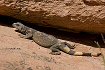 Common Chuckwalla (Sauromalus ater), Valley of Fire State Park, Nevada