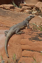 Common Chuckwalla (Sauromalus ater), Valley of Fire State Park, Nevada