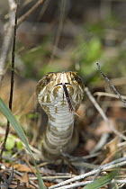 Eastern Cottonmouth (Agkistrodon piscivorus piscivorus) flicking tongue, Viera Wetlands, eastern Florida