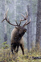 Elk (Cervus elaphus) bull in defensive posture in fall snow storm, nothern Rocky Mountains, Canada