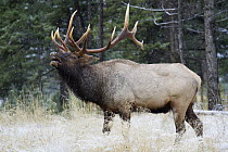 Elk (Cervus elaphus) bull flehming, nothern Rocky Mountains, Canada