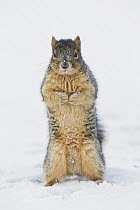Eastern Fox Squirrel (Sciurus niger) standing in snow, Great Falls, Montana