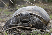 Florida Gopher Tortoise (Gopherus polyphemus), central Florida