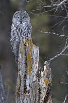 Great Gray Owl (Strix nebulosa) on snag, Yaak, Montana