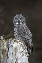 Great Gray Owl (Strix nebulosa), Yaak, Montana