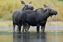 Moose (Alces alces shirasi) mother and calf in water, northwest Montana