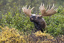 Alaska Moose (Alces alces gigas) bull in light rainfall, Denali National Park, Alaska