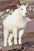 Mountain Goat (Oreamnos americanus) kid, Glacier National Park, Montana