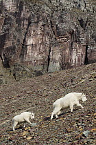 Mountain Goat (Oreamnos americanus) mother and kid climbing rocky ridge, Glacier National Park, Montana