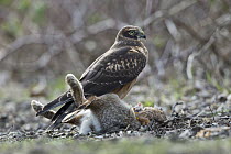 Northern Harrier (Circus cyaneus) female with Eastern Cottontail Rabbit (Sylvilagus floridanus) prey, central Montana