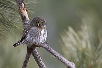 Mountain Pygmy-Owl (Glaucidium gnoma), western Montana