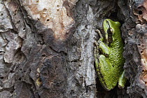 Pacific Tree Frog (Hyla regilla) hiding in Ponderosa Pine (Pinus ponderosa) tree bark, western Montana