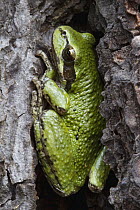 Pacific Tree Frog (Hyla regilla) hiding in Ponderosa Pine (Pinus ponderosa) tree bark, western Montana