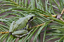 Pacific Tree Frog (Hyla regilla), northwestern Montana