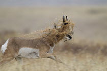 Pronghorn Antelope (Antilocapra americana) male running with grass covered head, western Montana