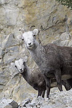 Stone Sheep (Ovis dalli stonei) mother and lamb, northern British Columbia, Canada