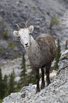 Stone Sheep (Ovis dalli stonei) ewe, northern British Columbia, Canada