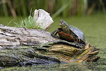 Painted Turtle (Chrysemys picta) on log in defensive posture, western Montana