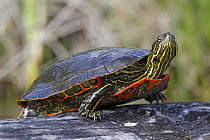 Painted Turtle (Chrysemys picta), western Montana