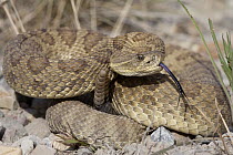 Western Rattlesnake (Crotalus viridis) in defensive posture, western Montana