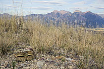 Western Rattlesnake (Crotalus viridis) in grassland, western Montana